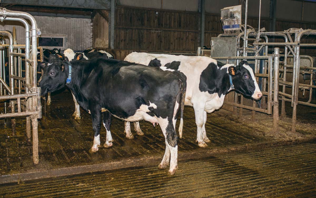Les barrières autour de la porte intelligente qui gérait au départ l’accès des animaux aux robots de traite ont été retirées. En circulation libre, la fréquentation des automates a augmenté et la pression sur les vaches dominées a baissé. - Illustration Stabilité retrouvée après une transition compliquée