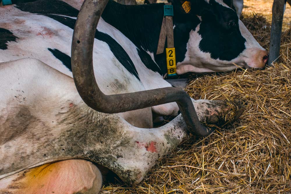 « Si plus de 10 % des vaches ont les jarrets dépilés avec une plaie, même petite, il est nécessaire de vérifier le réglage des logettes et le confort du couchage », explique Thomas Aubineau. - Illustration Observer les jarrets et soupçonner les logettes