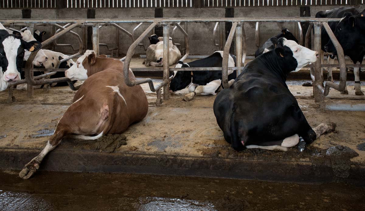 Quand les vaches sont couchées en logette et montrent leurs pieds, il faut en profiter au quotidien pour estimer l’état des onglons et détecter précocement un éventuel problème. - Illustration Une boiterie, même légère, est une urgence