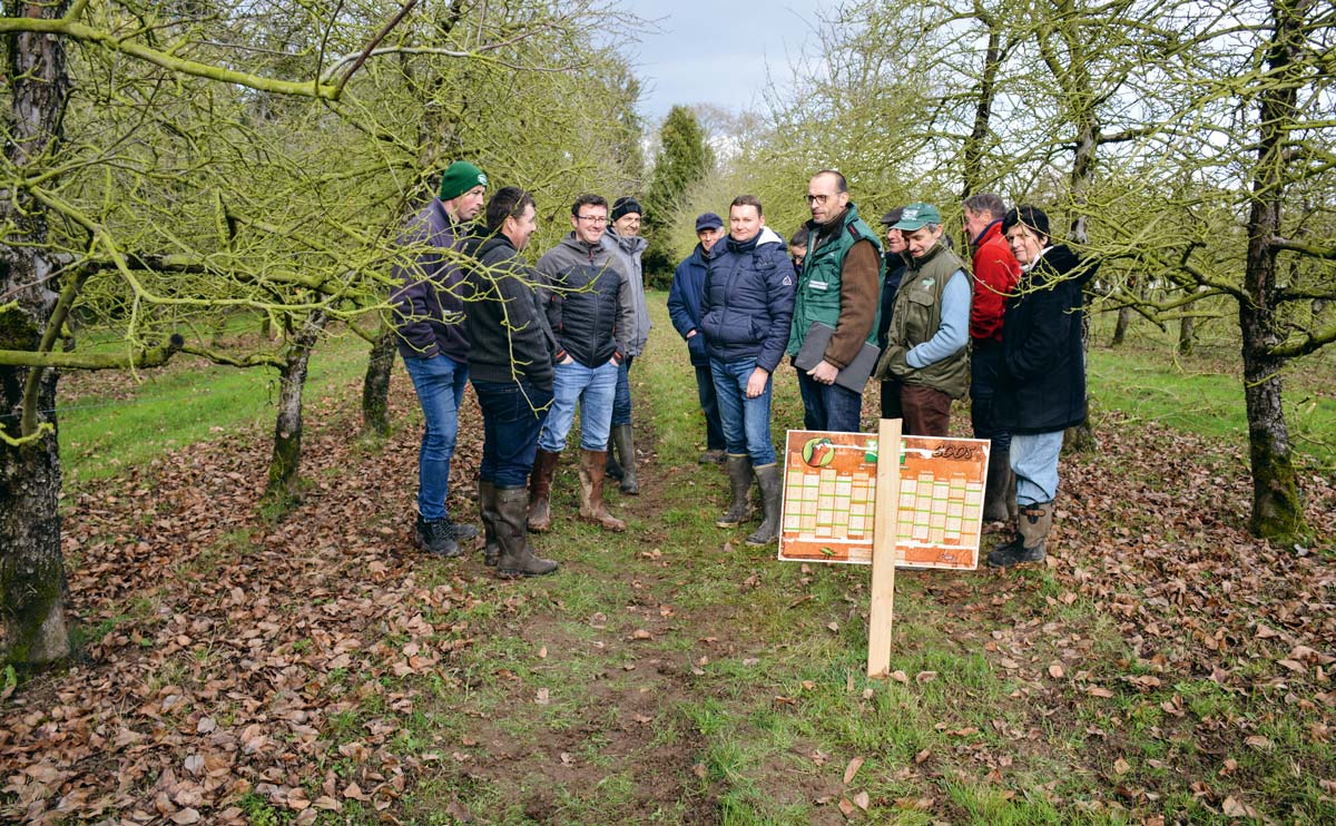 Rencontre technique dans un verger du Gaec de Villerault planté en 1986. Une belle longévité. - Illustration Une gestion sanitaire adaptée dans les vergers