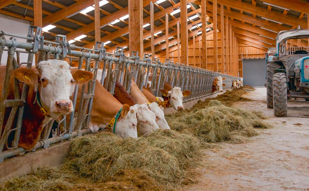 La coût alimentaire en hausse atteint un pic à 98,5 %/1 000 L dans les clôtures comptables de fin d’année. - Illustration Coûts de production en hausse en production laitière