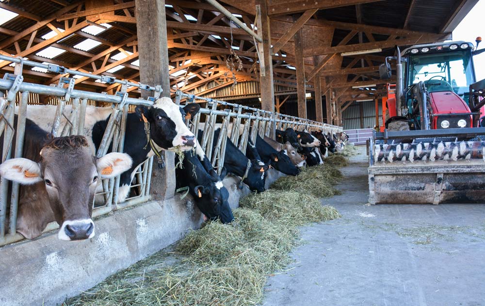 Le séchoir permet d’avoir du fourrage de qualité ce qui a permis de maintenir une production laitière entre 6 000 et 7 000 L/VL. - Illustration Des stocks hivernaux de qualité grâce au séchoir en grange