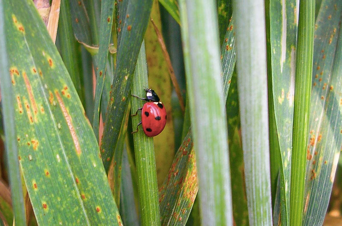  - Illustration Fongicides sur céréales : Viser juste