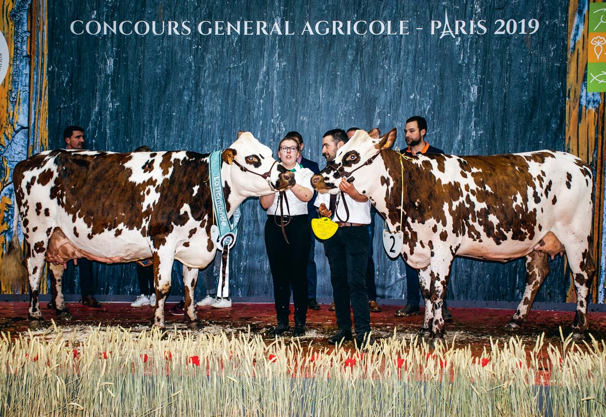 Comme en 2108, Hamilton (Arantilly x Redondo), a été sacrée Grande championne Normande. Elle prend la pose avec Muscade (Eolonne x Uperise), Prix de championnat jeune. - Illustration Normande : Bis repetita pour Hamilton et Djakarta au salon de l&rsquo;agriculture