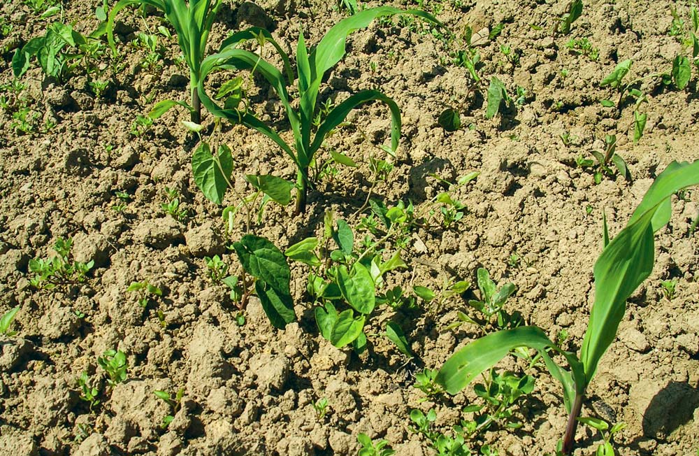 Sur liseron des haies, une application trop précoce d’herbicide à base de dicamba ne permet pas d’obtenir une efficacité suffisante. - Illustration Les nouveautés herbicides maïs pour 2019