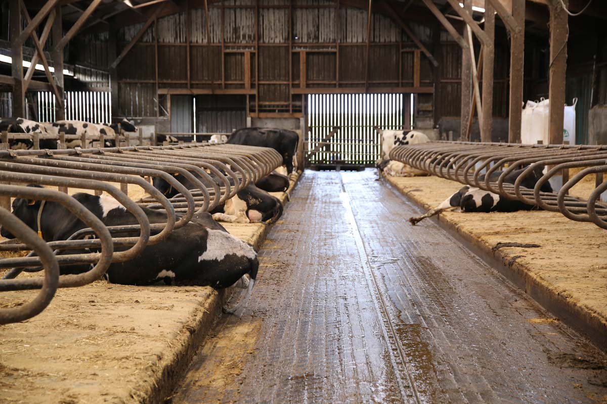 Le matelas Natura est composé d’une mousse en latex qui assure un confort optimal pour les vaches. - Illustration Des matelas pour le confort des vaches et des éleveurs