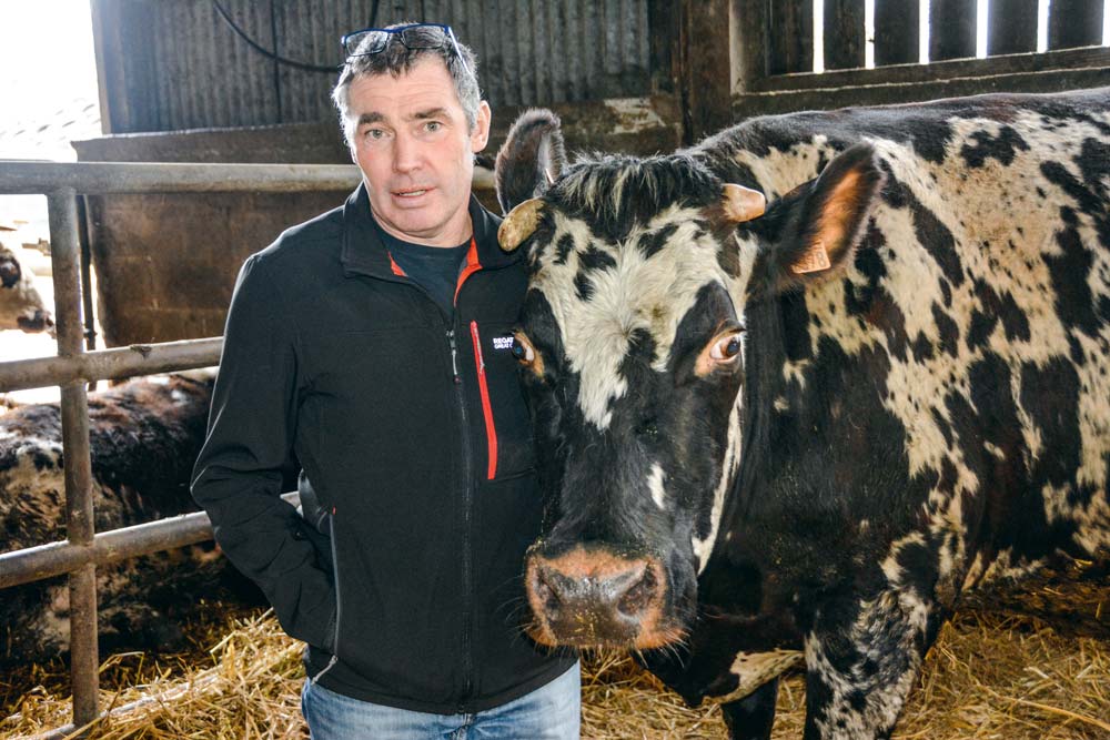 Michel Le Garrec est un habitué des concours. Il présentera quatre animaux cette année à Agrideiz. - Illustration « J’aime les Normandes à fort gabarit »