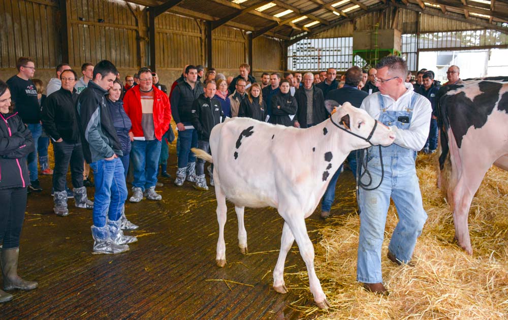 Présentation individuelle des meilleures vaches et génisses. - Illustration La qualité des mamelles en exergue à l&rsquo;EARL de Bretier