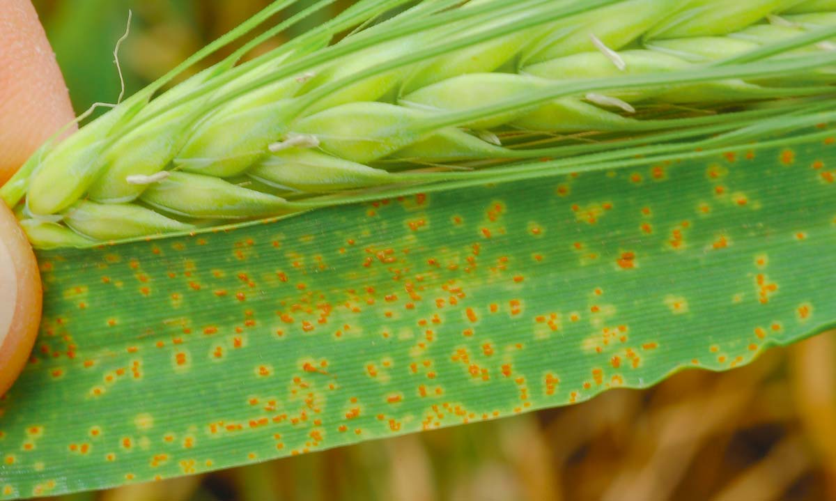 Rouille naine : attaque de rouille naine, des pustules orangées disposées de manière aléatoire et entourée dans halo jaune. - Illustration Orge : Reconnaître les maladies pour bien les maîtriser