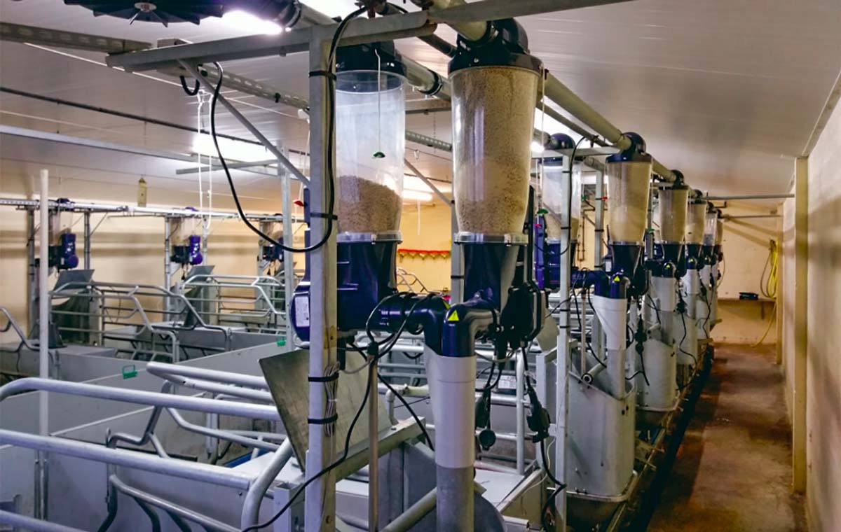 L'Unité expérimentale porcs de Rennes (UEPR) vient d'équiper son élevage d'un nouveau système d'alimentation des truies, dans le cadre d'un programme de recherche. Ce système, à double chaîne, comprend des distributeurs automatiques d’alimentation à sec de précision, connectés, pour les truies. Cette gamme Gestal multi-aliments permet d’ajuster les proportions de deux aliments afin de mieux répondre aux besoins de chaque truie. - Illustration Alimentation des porcs : Des rations toujours plus précises