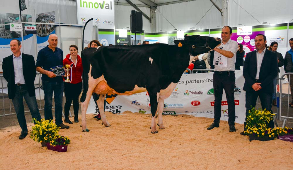 Capj Iroise a séduit le juge pour la qualité de son ossature. « C’est une vache raffinée », a -t-il expliqué. - Illustration Prim&rsquo;Holstein à Agrideiz : Capj Iroise persiste et signe