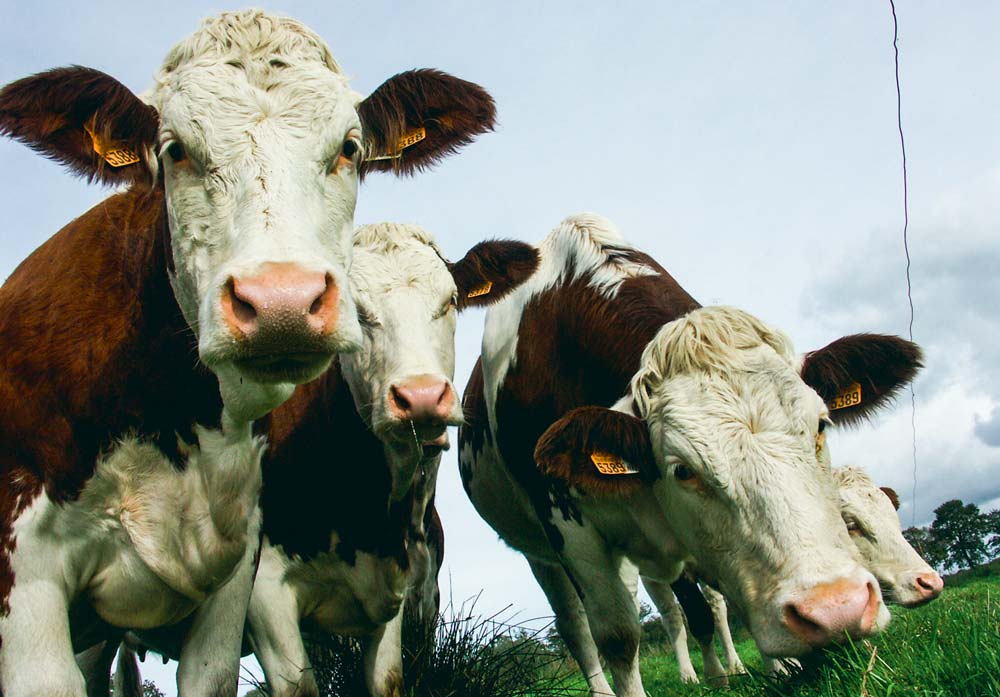 Les génisses ont-elles franchi la clôture ? Le dispositif de surveillance envoie au moins une preuve chaque jour pour assurer à l’éleveur que le courant circule bien. - Illustration Clôture connectée, et les vaches sont bien gardées…