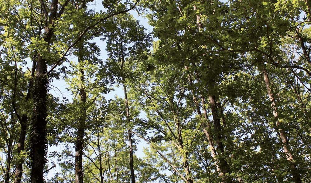 - Illustration Prix des bois sur pied : La demande fait bondir l&rsquo;indice de 8%