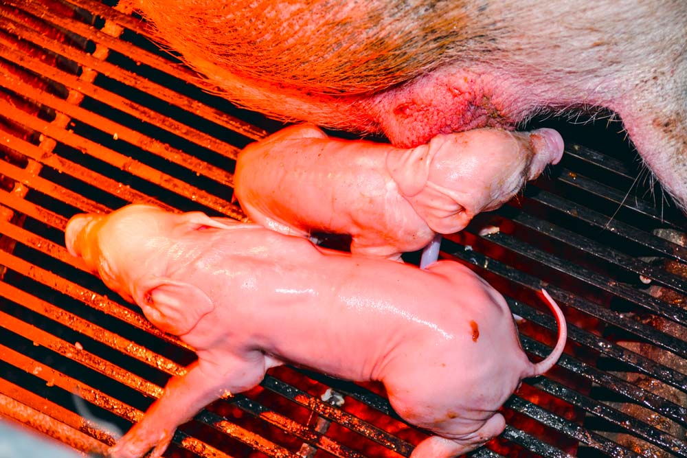 Pour Peter Kappel Thiel, la durée entre le dernier repas et le début de la mise-bas doit être réduite pour que les truies aient suffisamment d'énergie lors des contractions. - Illustration Porc : Du peps à la mise-bas