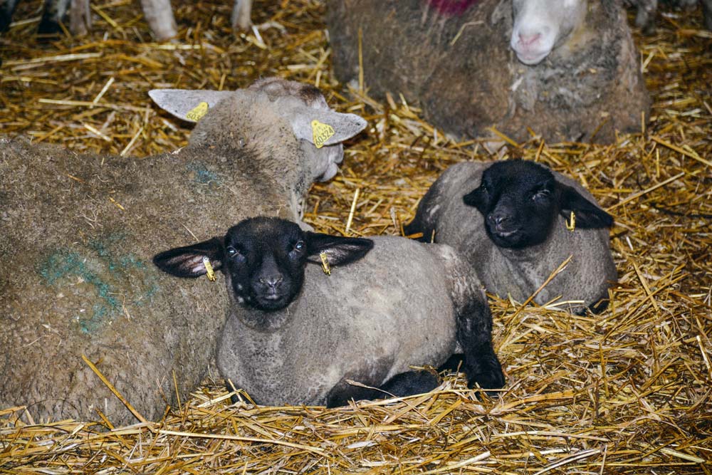 Des indicateurs de bien-être devraient être intégrés d’ici 2022 dans les chartes de bonnes pratiques. - Illustration Les petits ruminants s’attaquent au bien-être