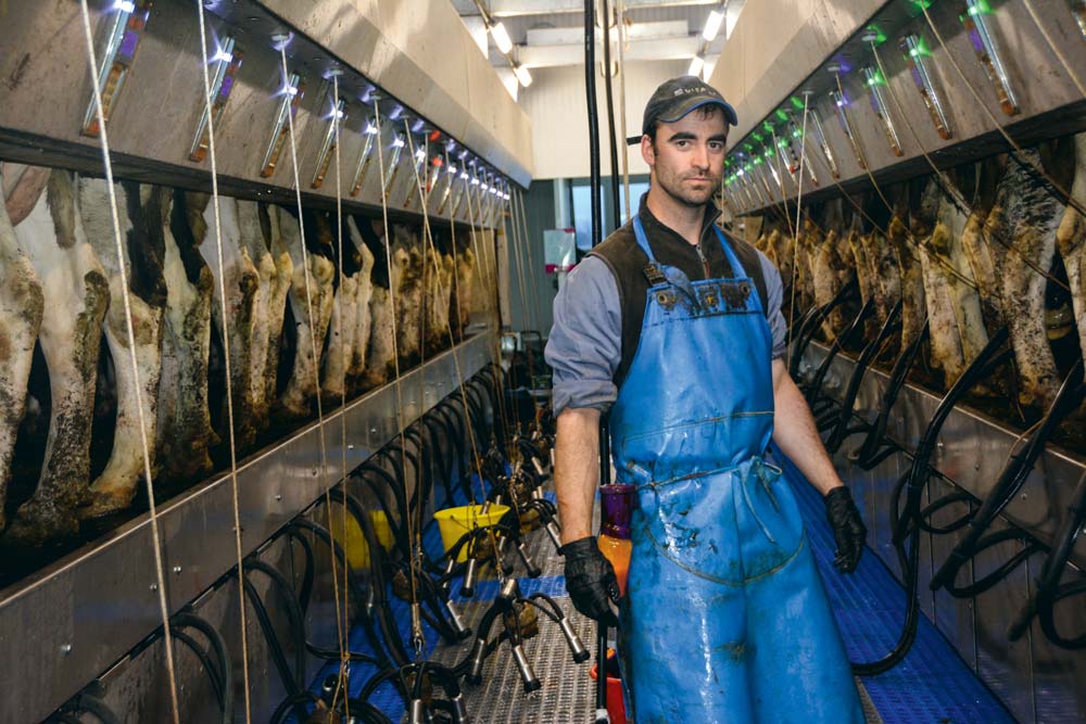 Romain Salaun apprécie la visibilité des vaches pendant la traite. - Illustration Traite express pour 180 vaches