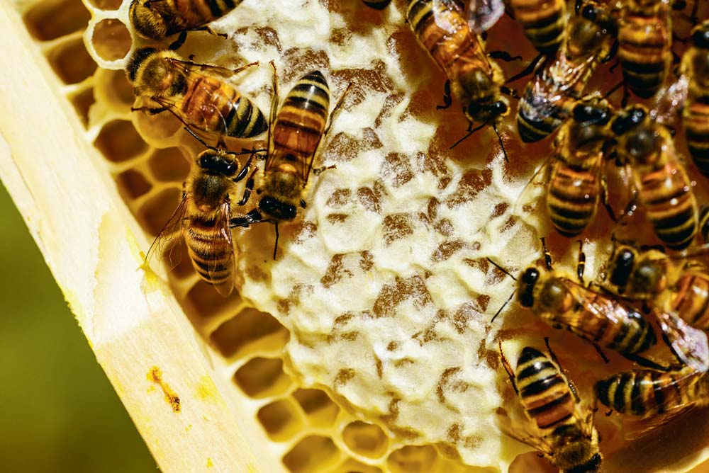  - Illustration Apiculture : Du loisir au professionnalisme