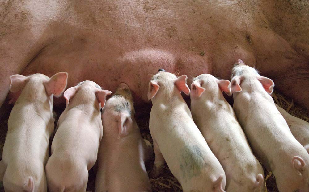  - Illustration Porc : Chronique d’une embellie annoncée