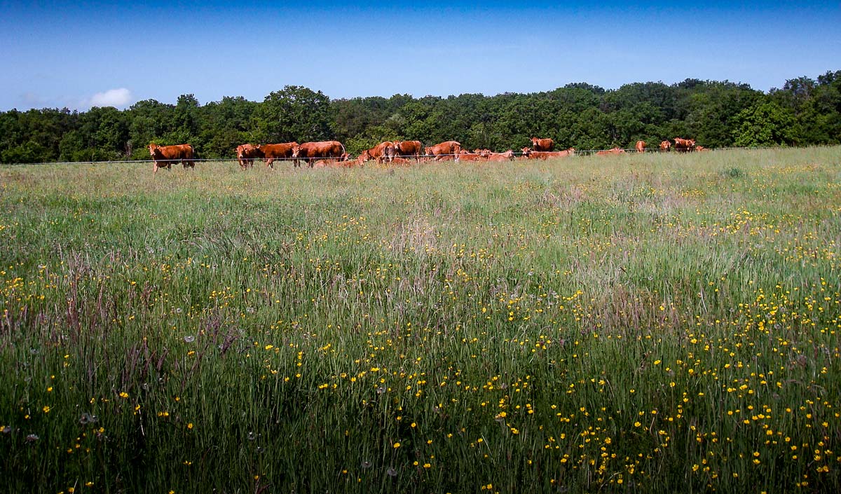  - Illustration Prairies : cultivez des bonnes plantes fourragères et rien d&rsquo;autre
