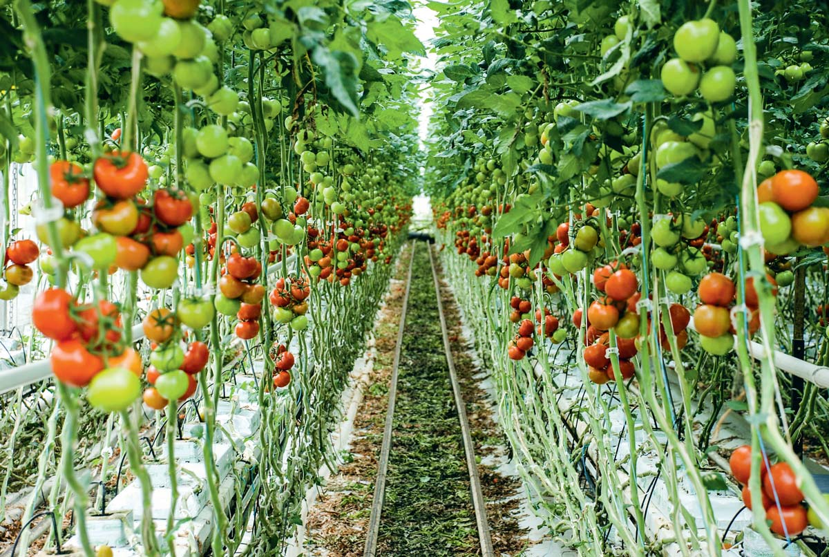  - Illustration Des importations « massives » de tomates dénoncées