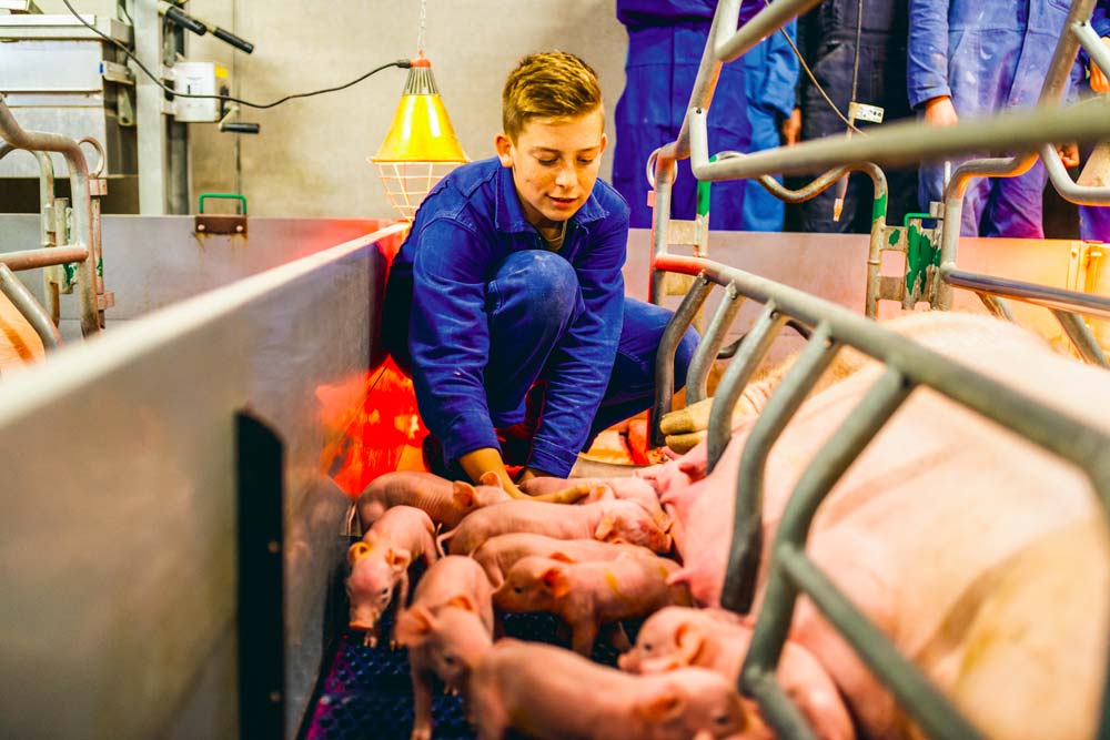  - Illustration Porc : Allier performances et enseignement