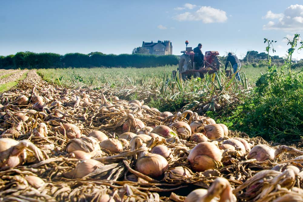  - Illustration L’Oignon de Roscoff fête ses 10 ans