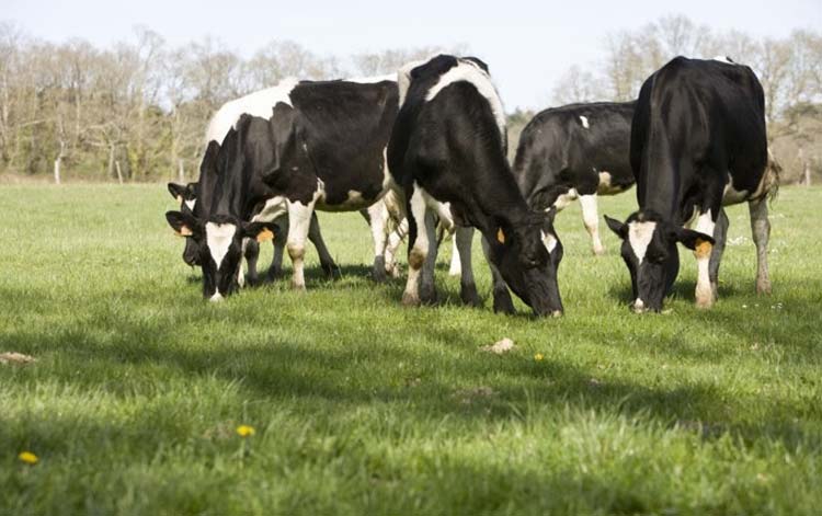  - Illustration L&rsquo;alimentation des vaches laitières – Point sur le pâturage au printemps 2019