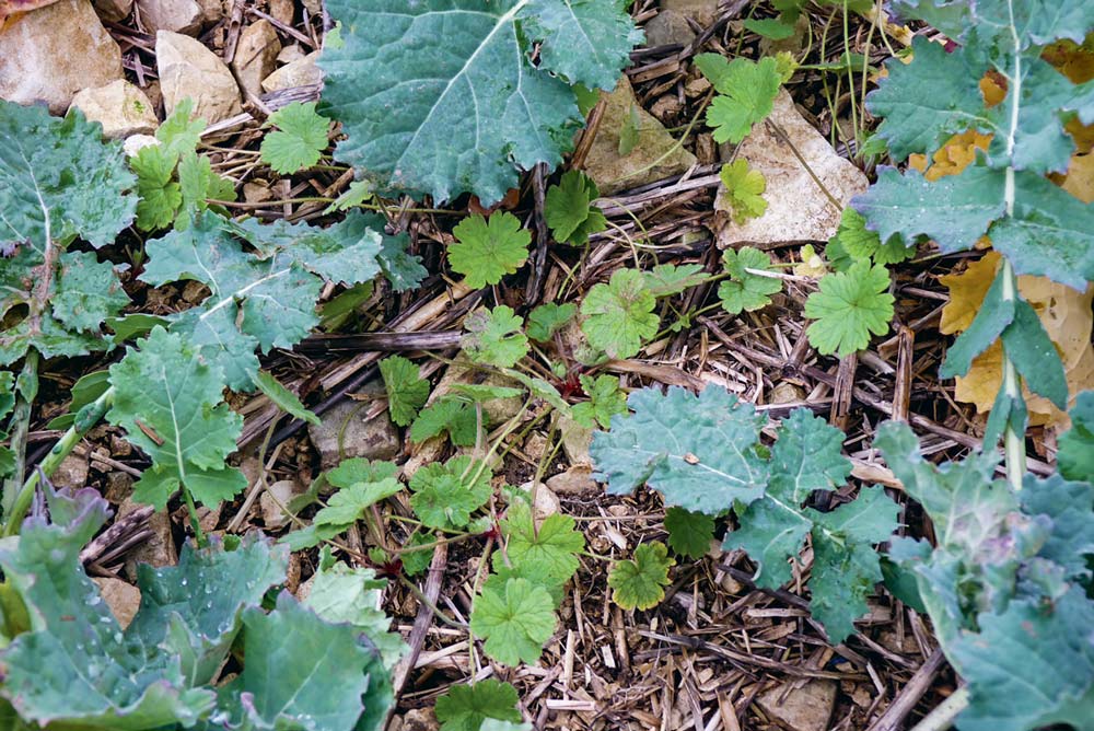  - Illustration Colza : Des nouveaux herbicides rebattent les cartes