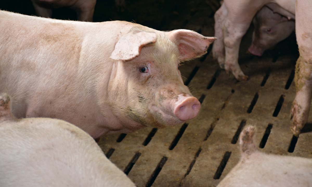  - Illustration Porc : le commerce désorganisé, la France résiste mieux que l&rsquo;Allemagne (MPB)