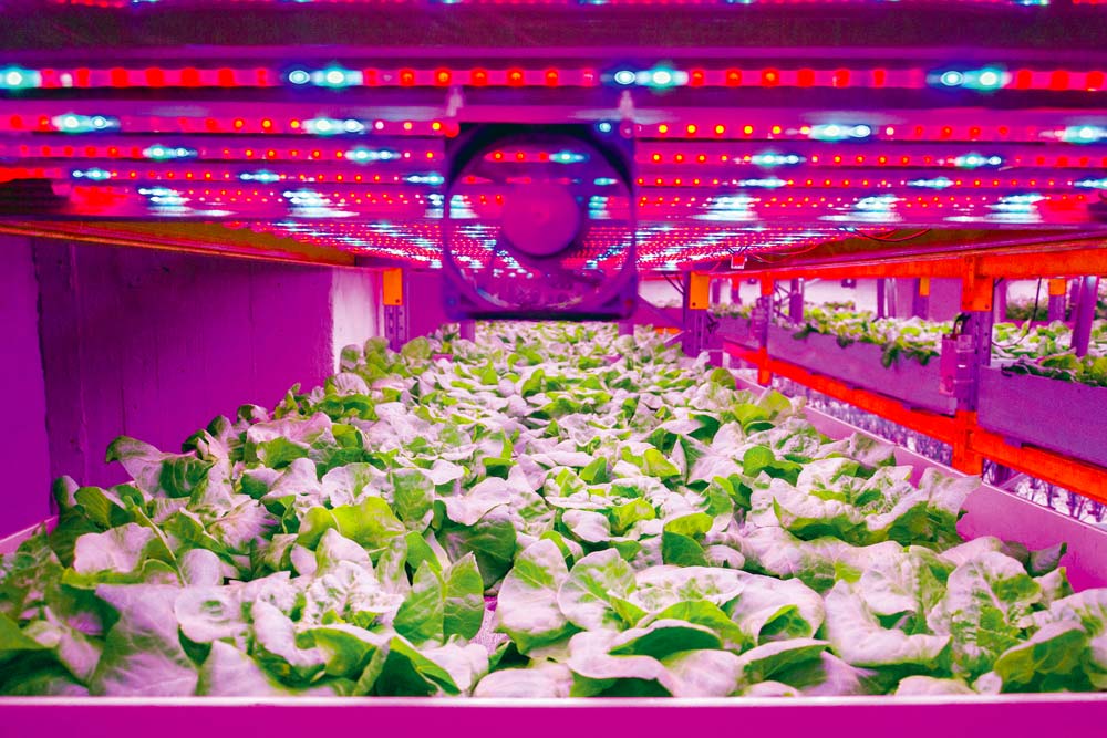  - Illustration L’ascension incertaine des fermes verticales