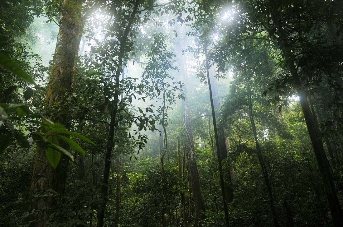  - Illustration Rognées, les forêts tropicales n&rsquo;ont presque plus d&rsquo;effet positif sur le climat