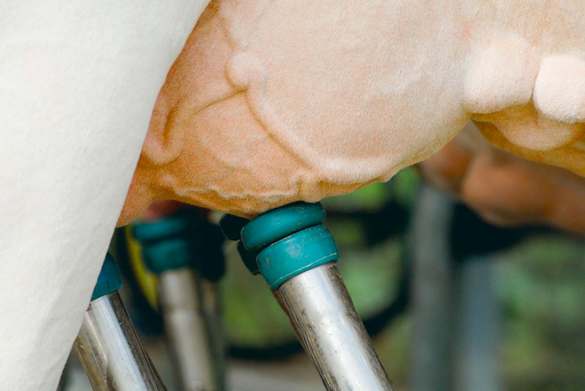  - Illustration Lait : la France retrouve sa 1ère place au classement des pays les plus compétitifs
