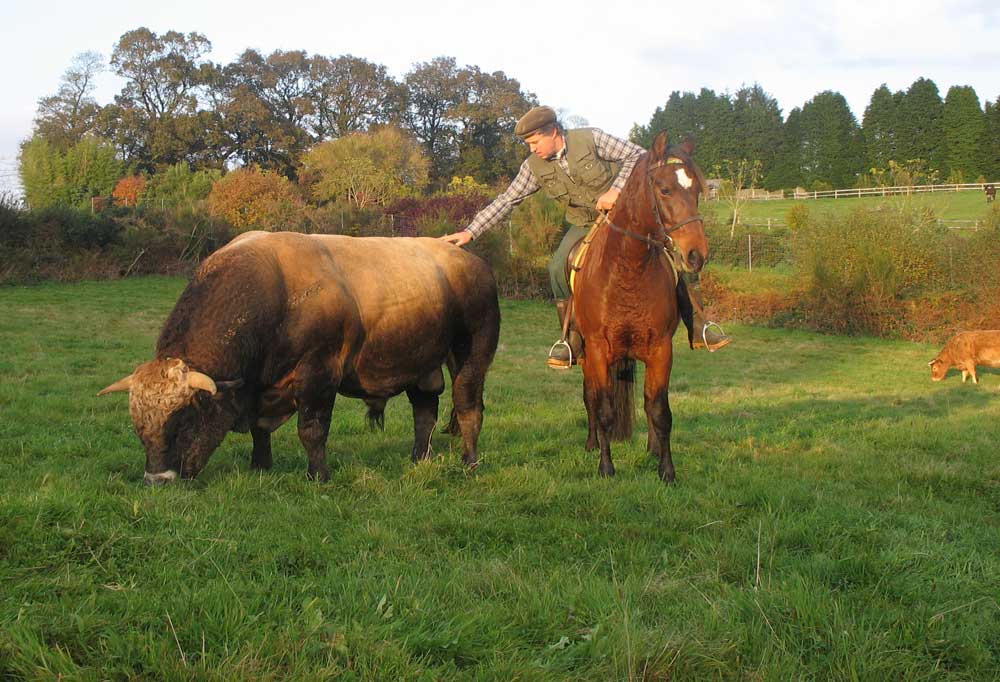 - Illustration La race Aubrac fait sa place en Bretagne