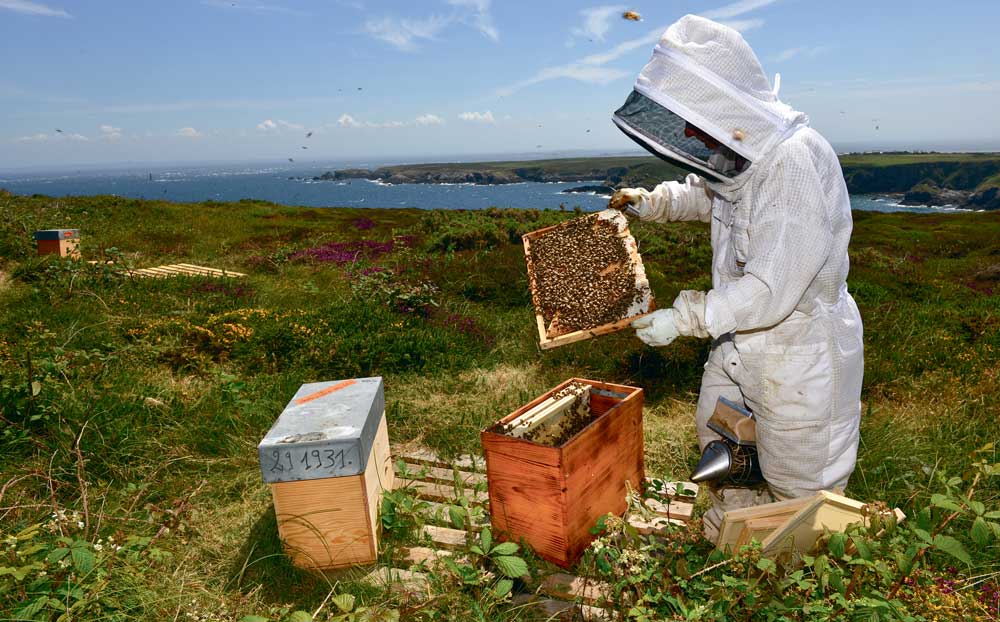  - Illustration À Ouessant, on veille sur l&rsquo;abeille noire depuis trente ans