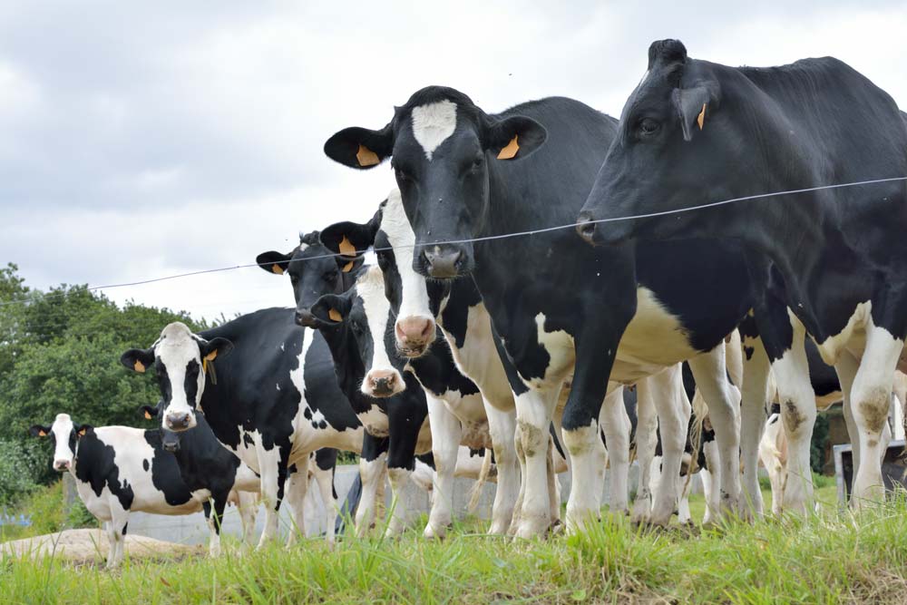  - Illustration Lait : La hausse des coûts pèse sur les revenus