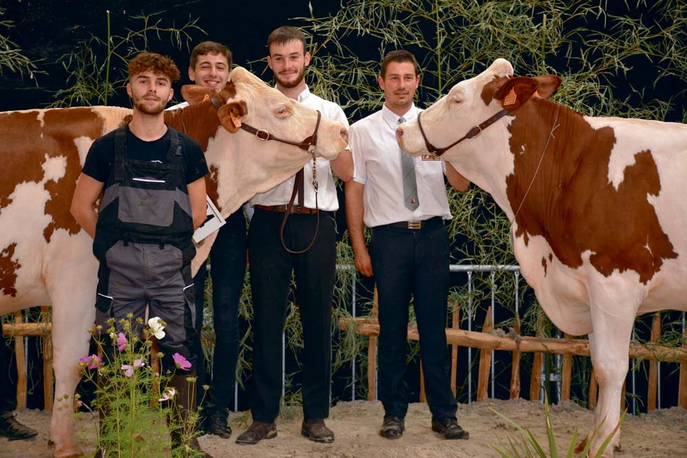  - Illustration Concours Montbéliarde, Ohhh la vache : Violette, à Dominique Le Crom, d&rsquo;Évellys