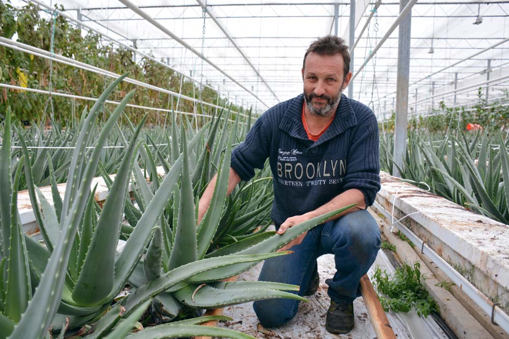  - Illustration Des agrumes haut de gamme cultivés en Bretagne