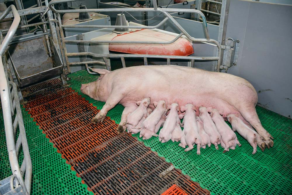  - Illustration La FNP n&rsquo;admettra pas que le prix du porc français reste en queue du peloton européen