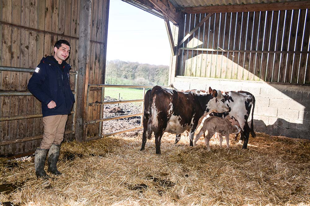  - Illustration Ruminant : Avoir une réflexion sur le travail