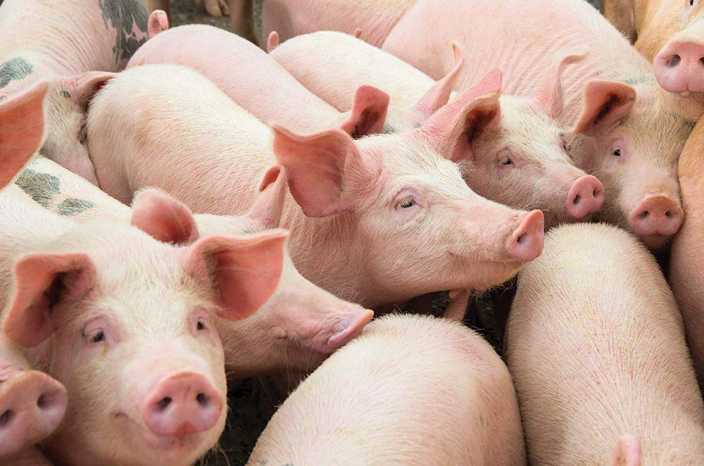  - Illustration Production porcine, profils gagnants aujourd’hui… et demain ?
