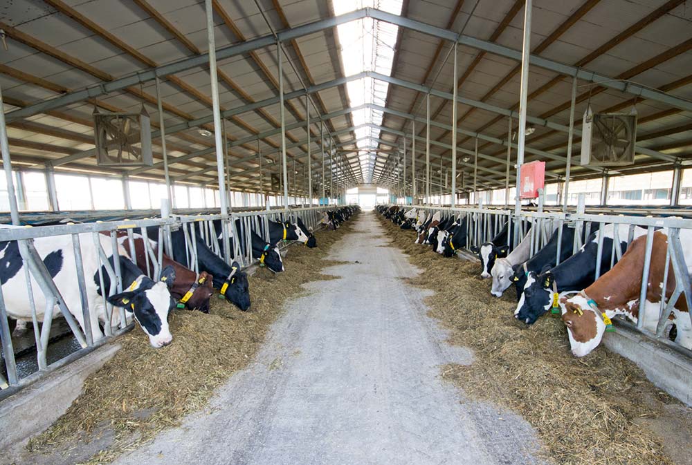 lait - Illustration Plus de lait, moins de revenu