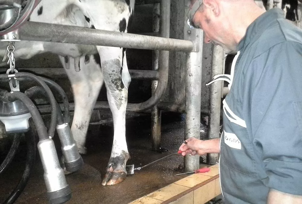  - Illustration Évaluer l’impact de la dermatite à partir du lait de tank