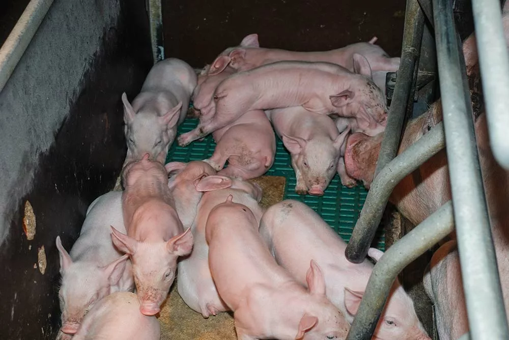  - Illustration Porc : Complexe chantier de la castration à boucler d&rsquo;ici 2022