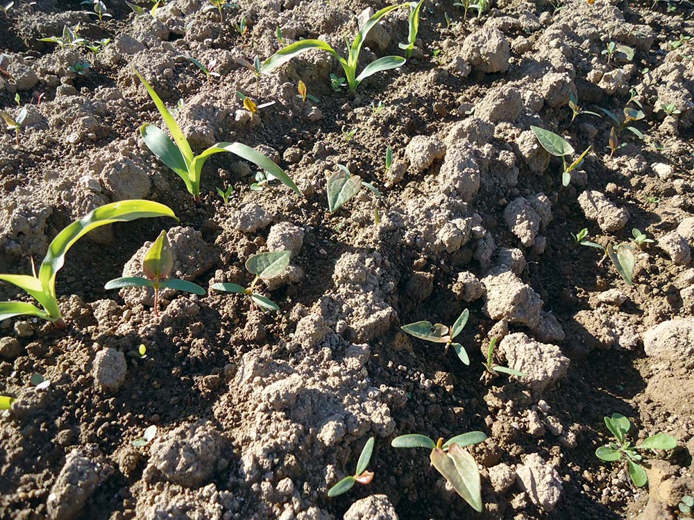  - Illustration Herbicide maïs : Pas de nouveautés mais des restrictions