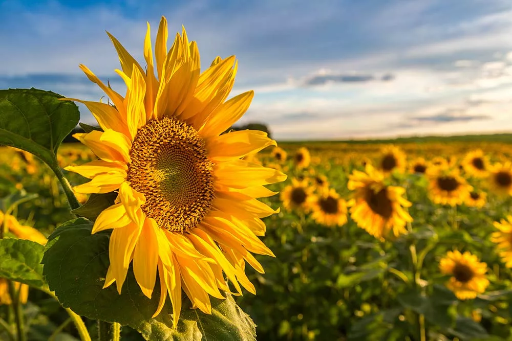  - Illustration Tourteau de tournesol HP, le bien aimé