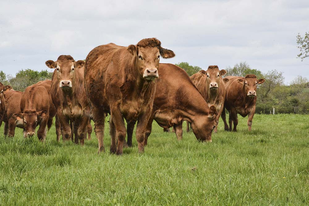 viande bovine - Illustration Les Français confinés demandent de la viande nationale