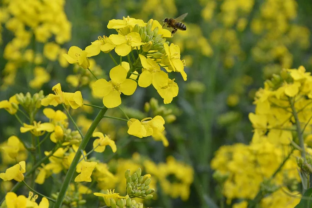  - Illustration Agriculteurs et apiculteurs à l’écoute des abeilles