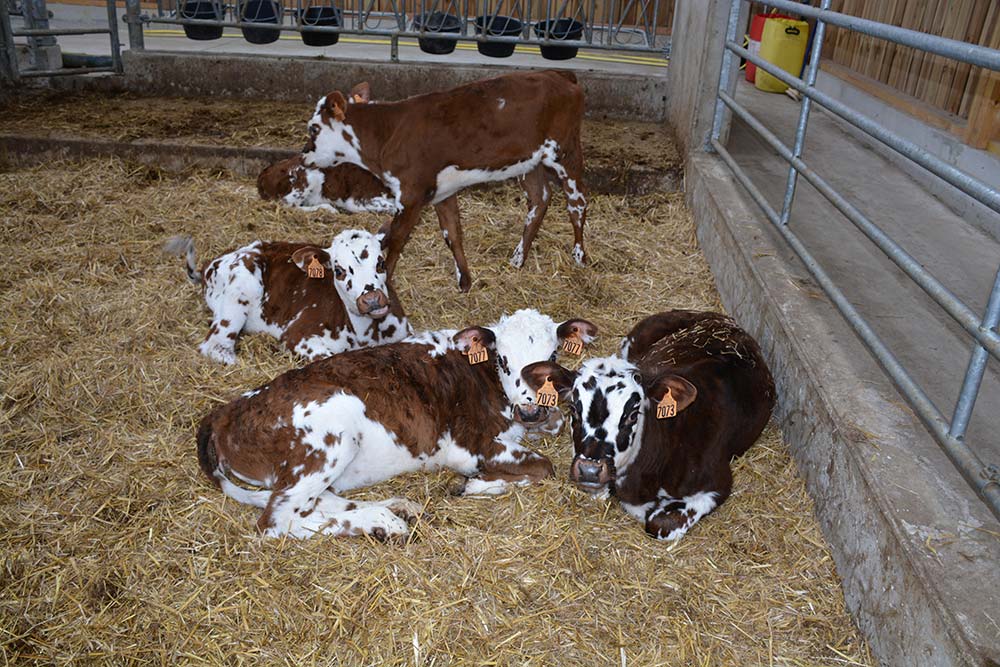  - Illustration Lait : D’autres voies pour limiter la production