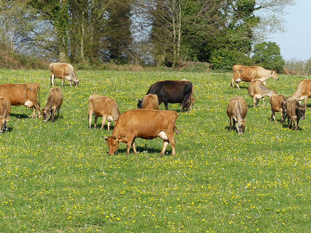 - Illustration La pousse de l&rsquo;herbe repart après trois semaines de vent d’est
