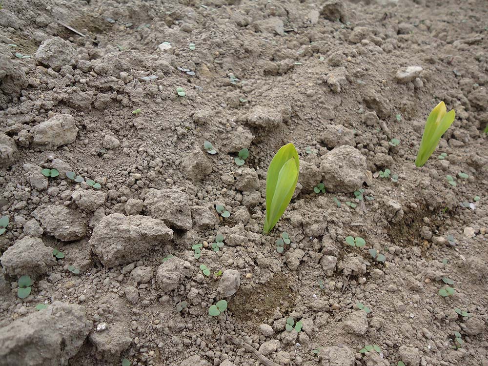  - Illustration Bien maîtriser l’usage des herbicides racinaires